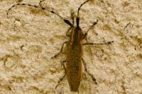 Agapanthia villosoviridescens