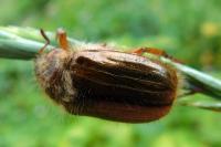 Amphimallon solstitiale