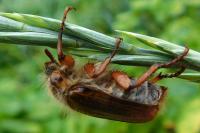 Amphimallon solstitiale