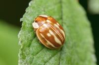 Myzia oblongoguttata