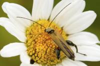 Oedemera podagrariae