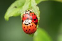 Harmonia axyridis