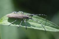 Agapanthia villosoviridescens