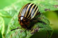 Leptinotarsa decemlineata