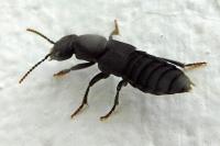 Ocypus aethiops