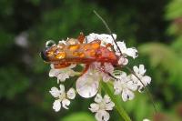 Rhagonycha fulva