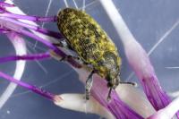 Rhinocyllus conicus