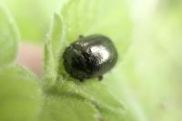 Chrysolina bankii