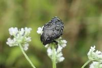 Oxythyrea funesta