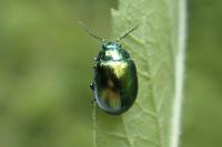 Chrysolina herbacea