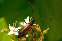 Stenurella melanura