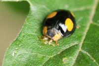 Harmonia axyridis