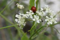 Coccinella septempunctata