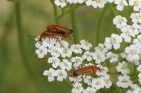 Rhagonycha fulva