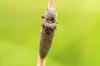 Synaptus filiformis