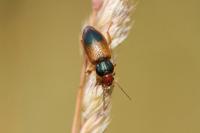 Diachromus germanus