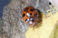 Subcoccinella vigintiquatuorpunctata