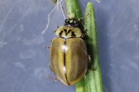 Aphidecta obliterata