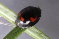 Exochomus quadripustulatus