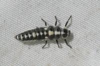 Propylea quatuordecimpunctata