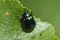 Agelastica alni