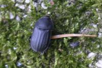 Silpha tristis