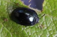 Plagiodera versicolora