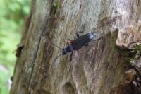 Stictoleptura scutellata