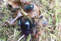 Anoplotrupes stercorosus