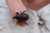 Liparus coronatus