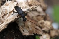 Stictoleptura scutellata
