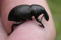 Liparus coronatus