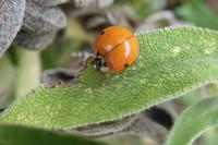 Harmonia axyridis