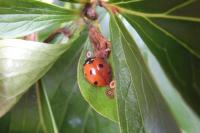 Coccinella septempunctata