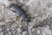 Stictoleptura scutellata
