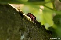 Oryctes nasicornis