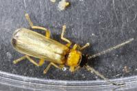 Rhagonycha lutea