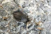 Silpha carinata