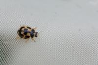 Propylea quatuordecimpunctata