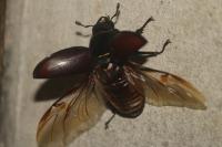 Lucanus cervus