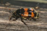 Nicrophorus vespillo