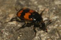 Nicrophorus vespillo