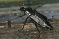 Necrodes littoralis