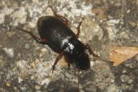 Pseudoophonus rufipes