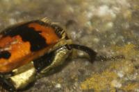 Nicrophorus vespillo