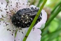 Oxythyrea funesta
