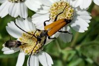 Stictoleptura fulva