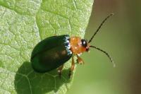 Sermylassa halensis