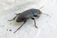 Harpalus dimidiatus