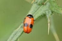 Clytra laeviuscula
